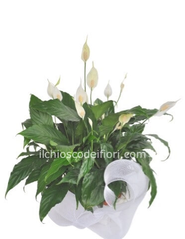 Pianta di Spathifillum fiorita