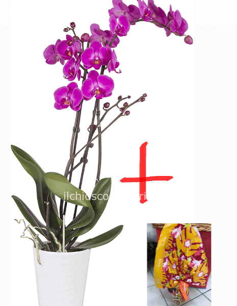 Phalaenopsis +vaso+uovo di pasqua